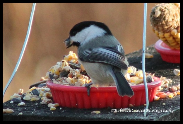 Chickadee