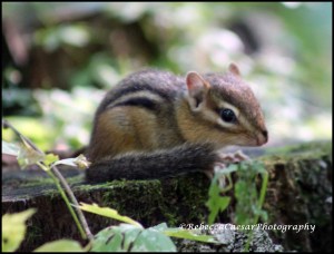 Chipmunks love to chatter. 