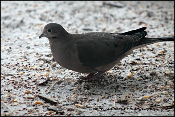 Mourning Dove on Porch