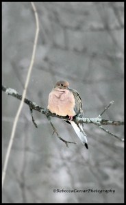 Another Dove waiting patiently for the seeds. 