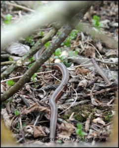 Garter Snake