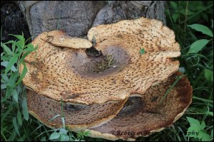 Dryad's Saddle 