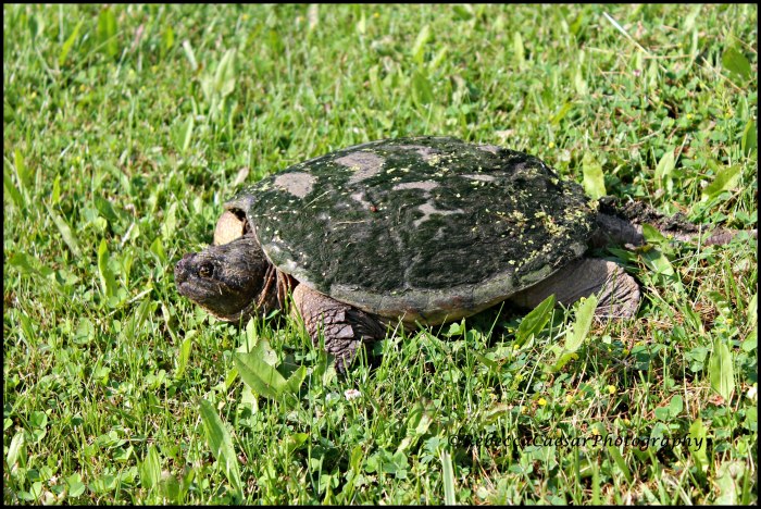 She is headed across my yard back down to the water. What a beautiful creature!
