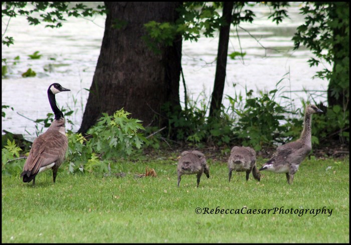 The little ones are getting bigger. I love watching them follow their parents around. It's so cute. 