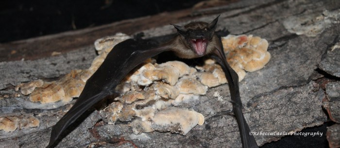 You should hear a bat squeak; it's almost unnerving. 