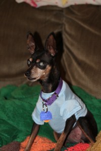 My little Min Pin who is almost completely blind still gets around my house just fine. 