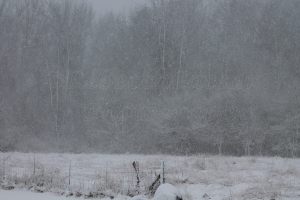 The snow has slowly progressed throughout the afternoon. 