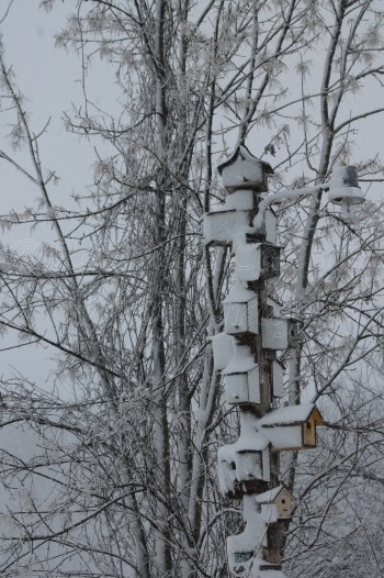 I gave the outdoor birds extra food today.  But, I haven't witnessed much movement from their houses since the snow started. 