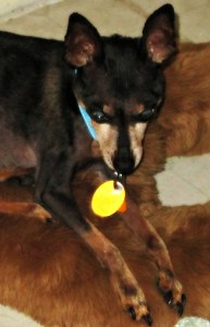 Minnie sleeping on her favorite teddy bear.