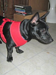 Gizmo sporting his new red halter.