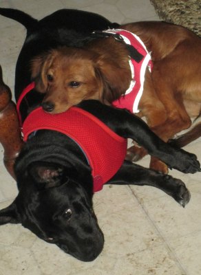 Gizmo and Cocoa sleeping in front of the fire.