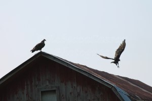 I love how they perch themselves on top of my old barn. 
