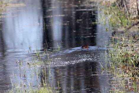 A little muskrat swimming down the back path, I usually walk to the back bridge. 