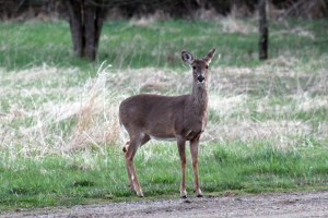 One of the does watching me. 