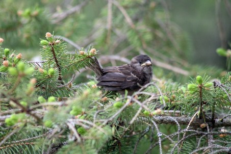 I believe this is a baby Sparrow. I have a hard time identifying babies. 