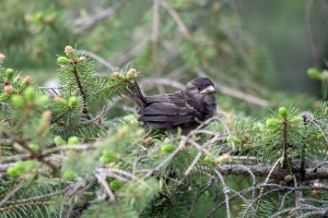 I believe this is a baby Sparrow. I have a hard time identifying babies. 