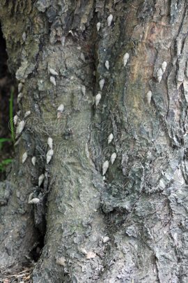 Snails on the trunk of the tress. 