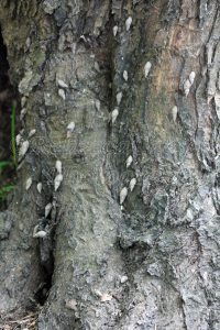Snails on the trunk of the tress. 