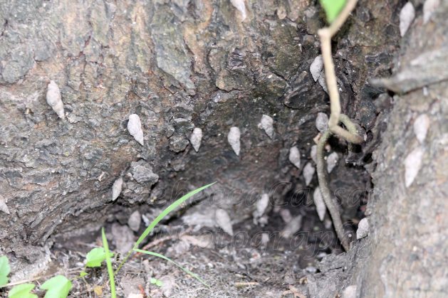 The snails still attached. 